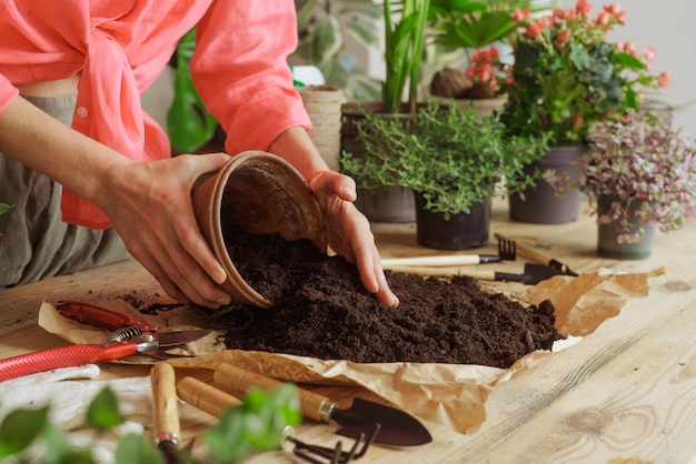 Mujer jardinera macetas nueva planta y Repotting pot para el concepto de cuidado de plantas de plantas de interior