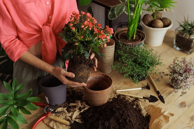 Mujer jardinera macetas nueva planta y Repotting pot para el concepto de cuidado de plantas de plantas de interior