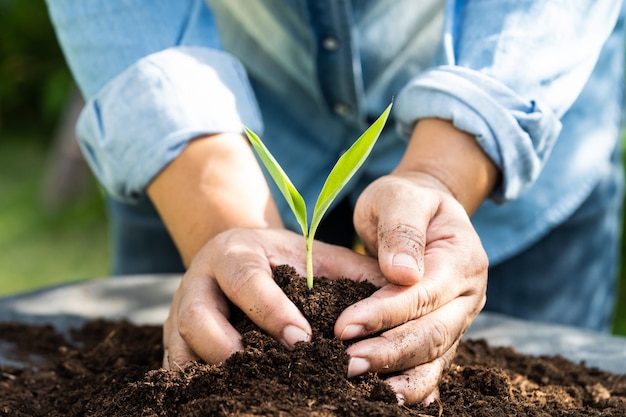 La mujer jardinera planta un árbol con materia orgánica de turba mejora el suelo para la agricultura concepto de ecología de cultivo de plantas orgánicas