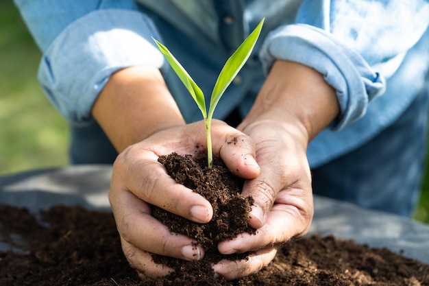 La mujer jardinera planta un árbol con materia orgánica de turba mejora el suelo para la agricultura concepto de ecología de cultivo de plantas orgánicas