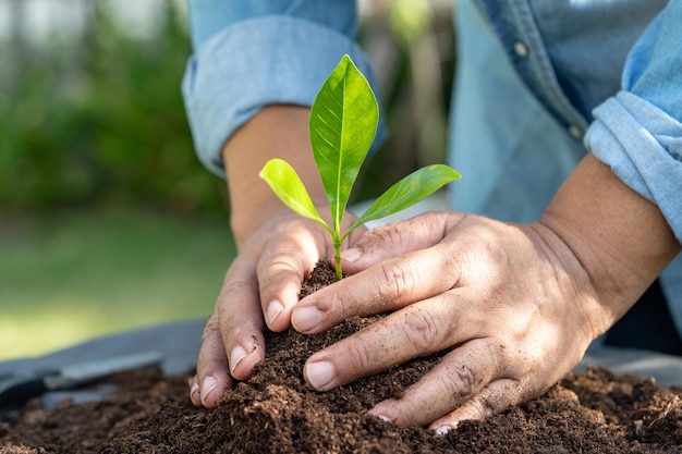 La mujer jardinera planta un árbol con materia orgánica de turba mejora el suelo para la agricultura concepto de ecología de cultivo de plantas orgánicas