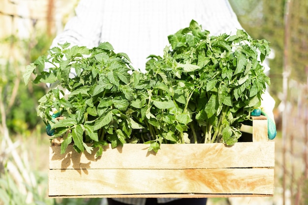 Mujer jardinera sosteniendo una caja de madera con plántulas de tomate frescas jóvenes