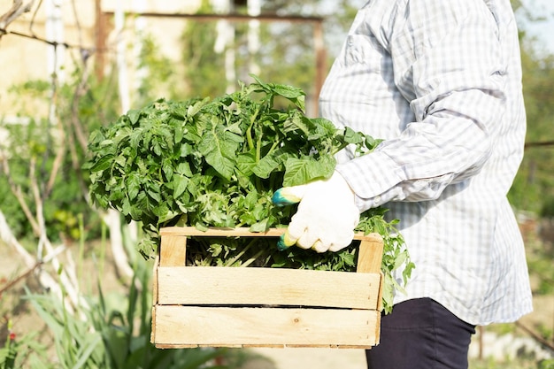 Mujer jardinera sosteniendo una caja de madera con plántulas de tomate frescas jóvenes