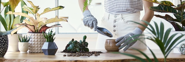 Mujer jardineras trasplantando plantas en macetas de cerámica en la mesa de madera de diseño. Concepto de jardín de casa. tiempo de primavera Interior elegante con muchas plantas. Cuidando las plantas de la casa. Plantilla.