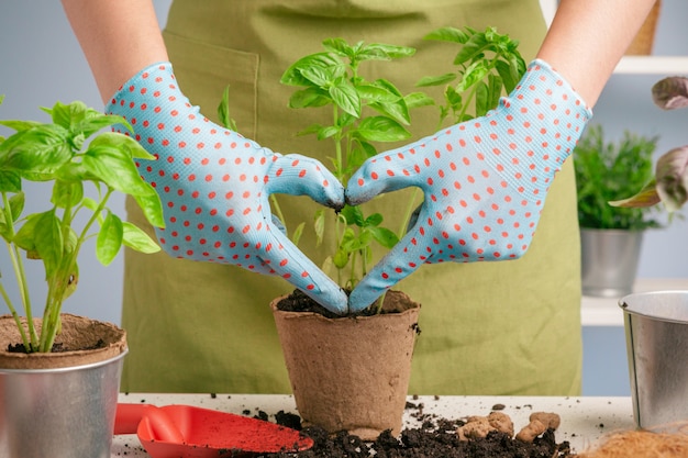 Mujer jardinero arreglando plantas en casa usando herramientas