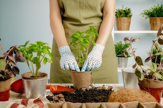 Mujer jardinero arreglando plantas en casa usando herramientas