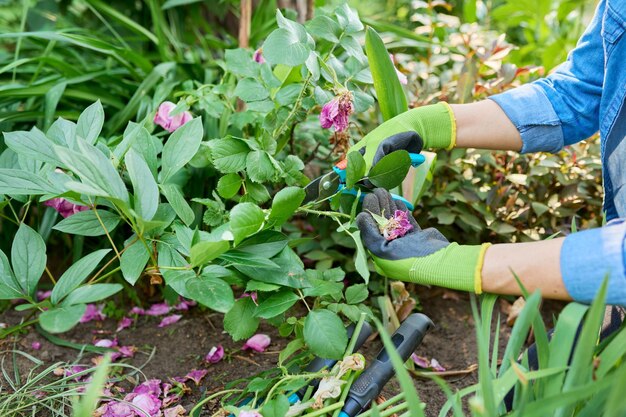 Mujer jardinero cuidando rosal en el lecho de flores del patio trasero usando podadora de jardín