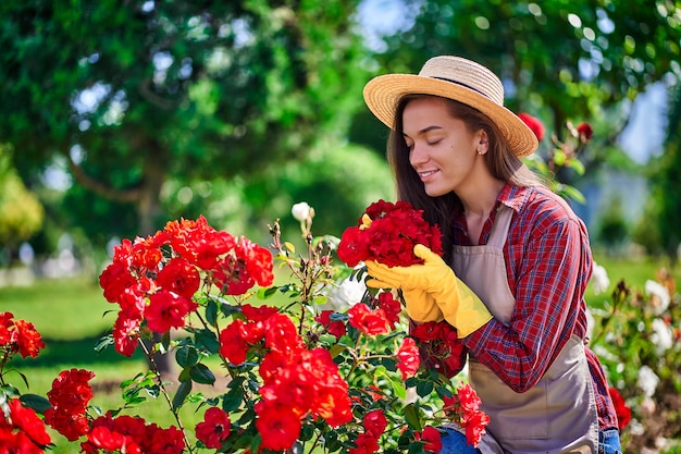 Mujer jardinero huele y disfruta del aroma de una rosa flores en el jardín