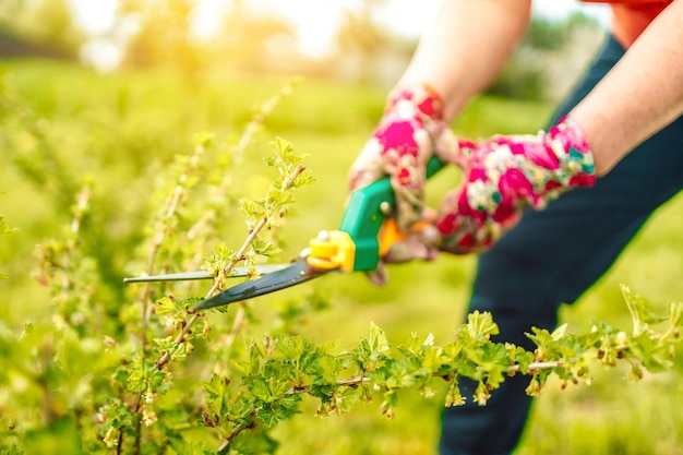 Mujer jardinero manos en guantes de goma de trabajo con tijeras de jardinería cortando arbustos de plantas en la mañana de primavera