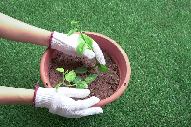 Mujer jardinero plantando verduras en una olla