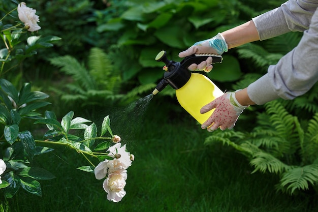 Mujer jardinero rociando flores en el jardín de su casa.