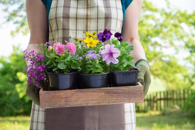 Mujer jardinero sostiene una bandeja de madera con varias macetas