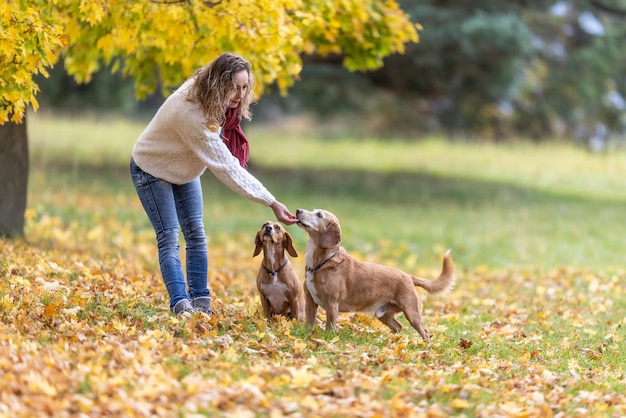 Una mujer joven alimenta a sus dos perros con golosinas por su comportamiento obediente