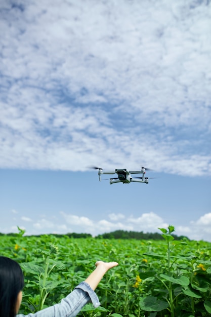 Mujer joven aprendiendo a pilotar su dron, mujer usando, pilotando, volar drone en campo de girasoles, verano, agricultura.