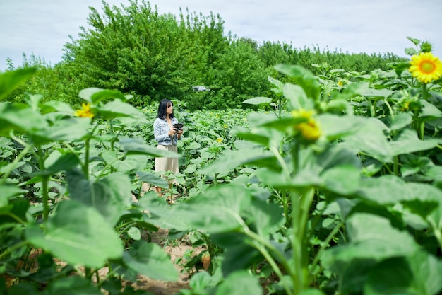 Mujer joven aprendiendo a pilotar su dron, mujer usando, pilotando, volar drone en campo de girasoles, verano, agricultura.