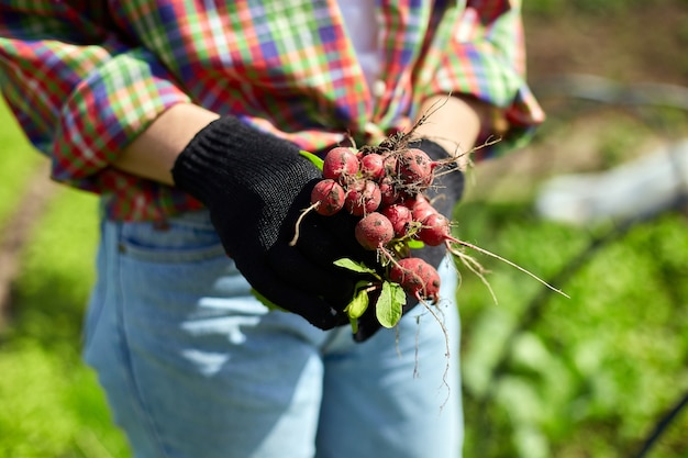 Una mujer joven con una camisa sostiene un manojo de rábanos rojos frescos en sus manos, cosechando rábanos de un lecho de verduras, trabajando en la granja.