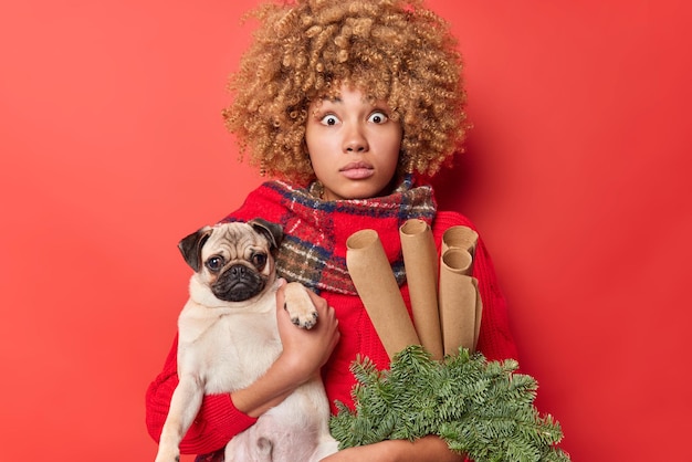 Mujer joven conmocionada con el pelo rizado sostiene un perro pug que decora la habitación antes de Año Nuevo o Navidad no puede creer sus ojos vestidos con ropa de invierno aislados sobre un fondo rojo. preparación de vacaciones