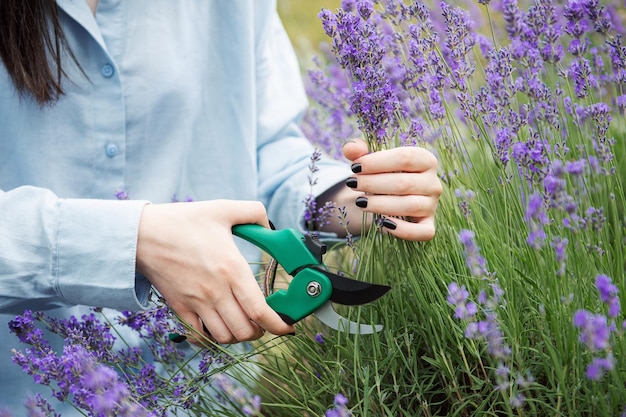 Mujer joven cortando racimos de lavanda