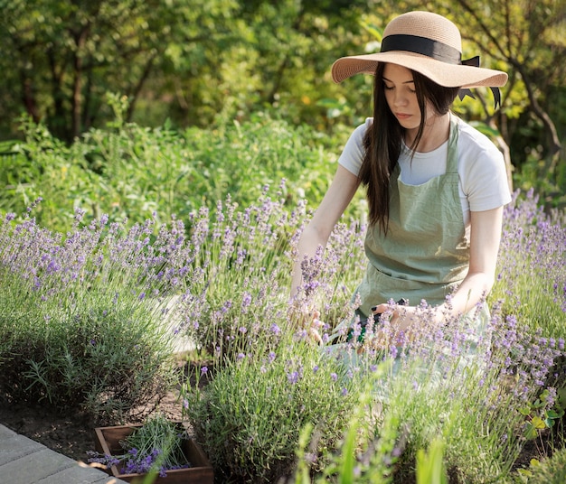 Mujer joven cortando racimos de lavanda