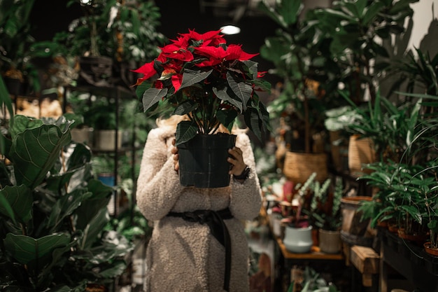 Mujer joven elige el árbol de Navidad Euphorbia pulcherrima Poinsettia Euphorbiaceae Flor de Navidad en la tienda de flores escondido detrás de él sosteniendo la olla en las manos, persona irreconocible