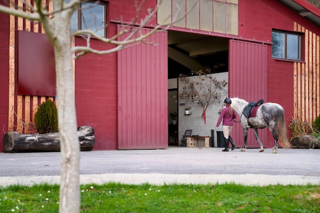 Una mujer joven con equipo de equitación conduce un caballo blanco moteado hacia las puertas abiertas de un establo rojo