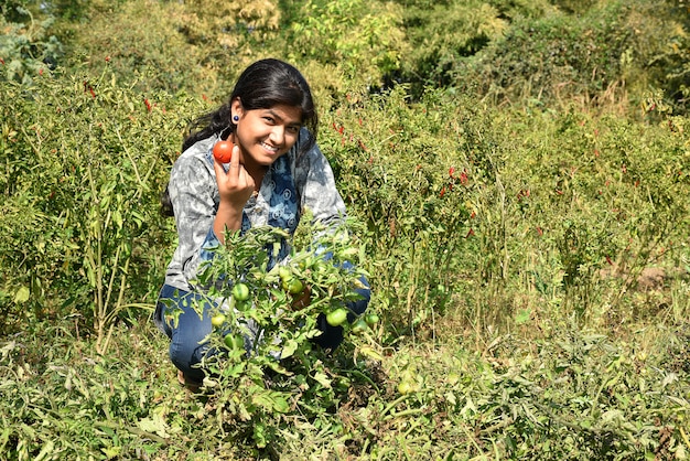 Mujer joven feliz recogiendo o examinar tomates frescos en granja orgánica o campo