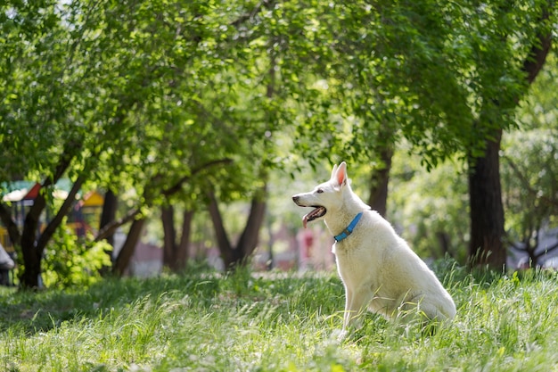 Mujer joven feliz trotar con su perro en el parque.