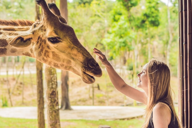 Mujer joven feliz viendo y alimentando a la jirafa en el zoológico. Feliz joven divirtiéndose con animales safari park en un cálido día de verano