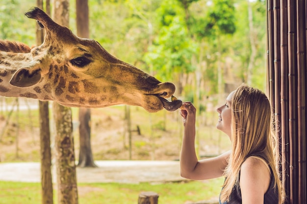 Mujer joven feliz viendo y alimentando a la jirafa en el zoológico. Feliz joven divirtiéndose con animales safari park en un cálido día de verano