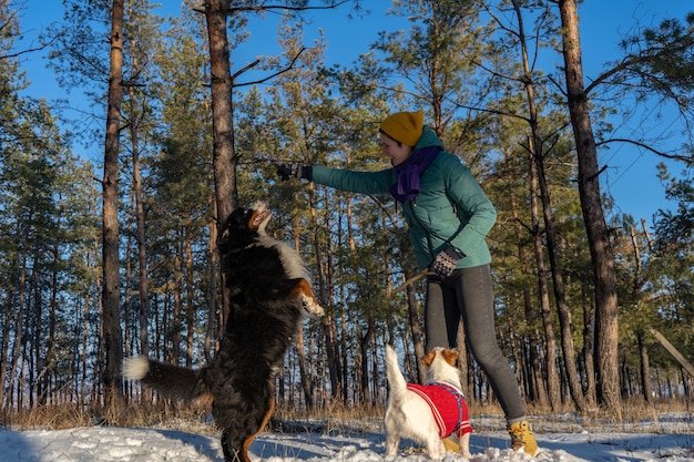 Mujer joven juega con Jack Russell Terrier desgaste en suéter rojo y perro de montaña de Bernese mientras camina con nieve en invierno