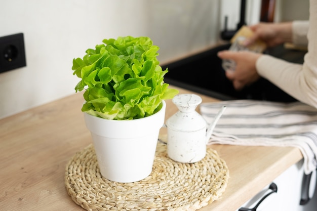 Mujer joven lava platos con esponja de coco orgánico en la cocina. Lechuga en maceta del jardín de su casa en primer plano.