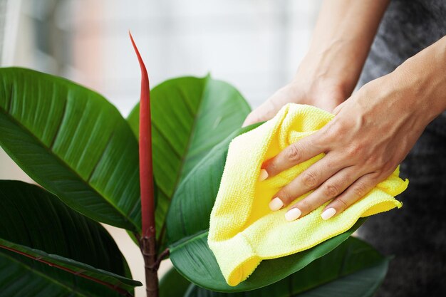 Mujer joven limpia suavemente las hojas verdes de ficus