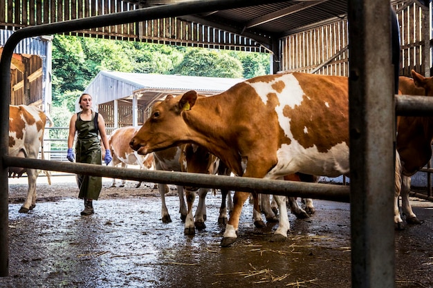 mujer joven, llevando, delantal, y, guernsey, vacas, en, un, granero