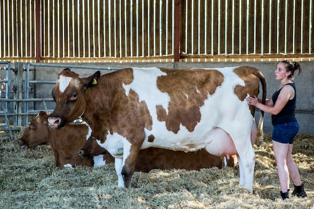 Mujer joven de pie en un granero con tres vacas de Guernsey