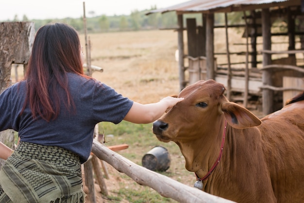 Mujer joven que alimenta vacas con la hierba en el establo en la granja tailandesa