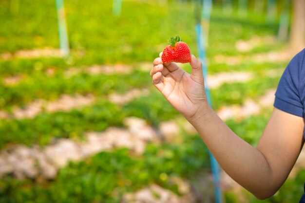 Mujer joven que escoge las fresas de la granja, espacio de la copia.