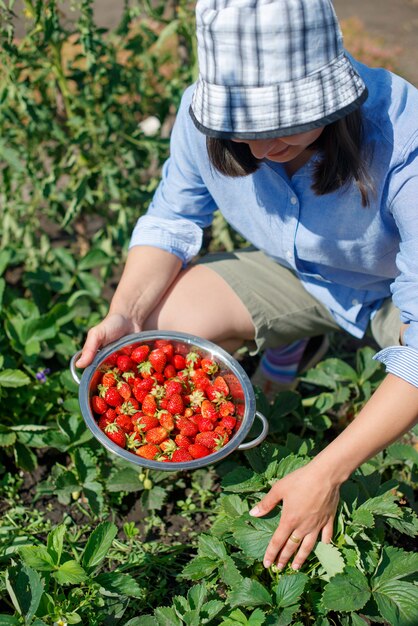 Mujer joven recoge fresas maduras frescas de una cama de jardín