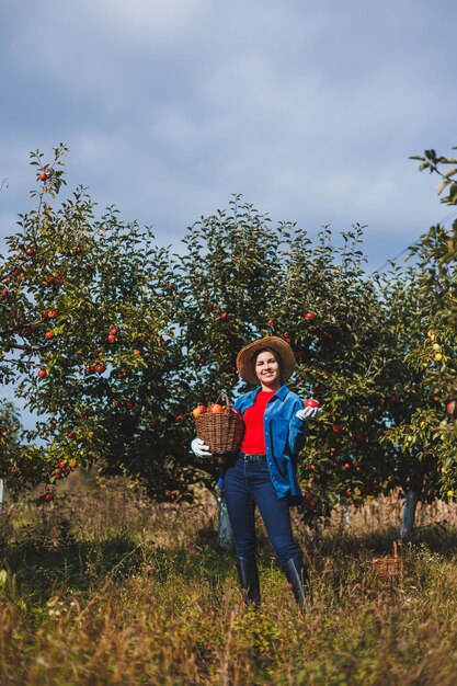 Una mujer joven con un sombrero, una trabajadora en el jardín, lleva manzanas rojas maduras en una cesta de mimbre Cosechando manzanas en otoño