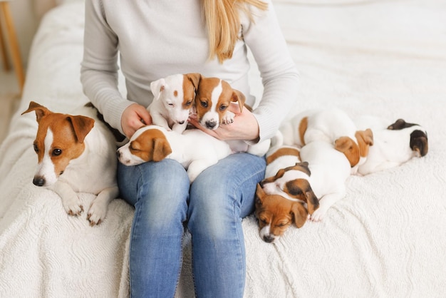 Mujer joven con su lindo Jack Russell Terrier en una silla en casa mascota blanca