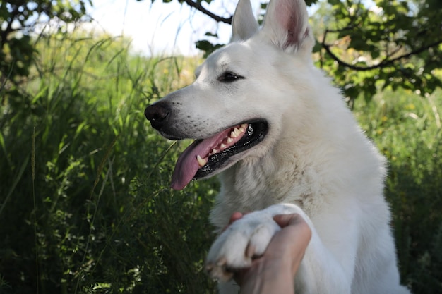 Mujer joven con su perro pastor suizo blanco en primer plano del parque