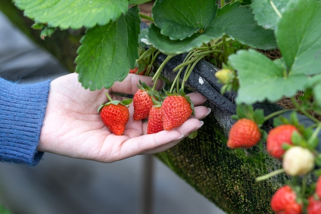 Fresas Frescas Orgánicas Maduras Cultivadas En Granja De Fresas En  Invernadero. Un Método Moderno De Crecimiento Vertical En La Ag Imagen de  archivo - Imagen de planta, postre: 210686701