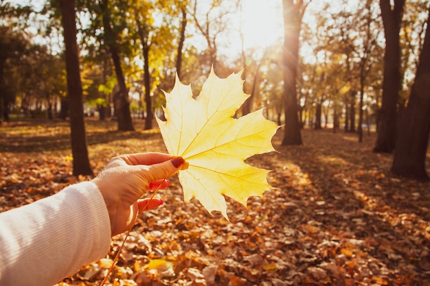 Mujer joven tiene en sus manos hojas de otoño de arce amarillo en un parque.