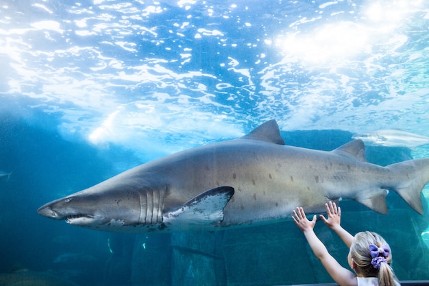 Mujer joven tocando un tanque de tiburones