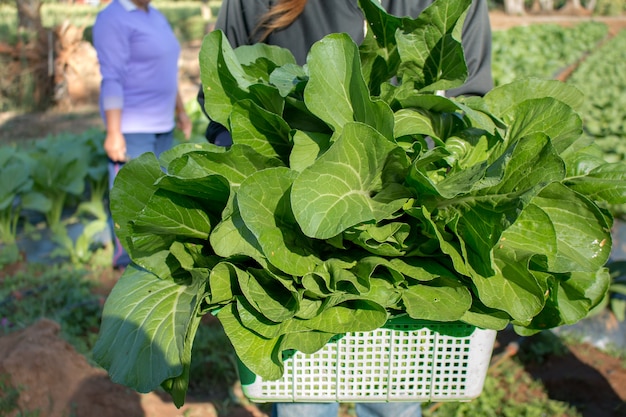 mujer joven con verduras recién cosechadas en su jardín