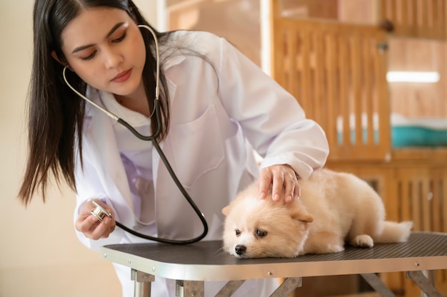 Mujer joven veterinaria con estetoscopio examinando perro en clínica veterinaria