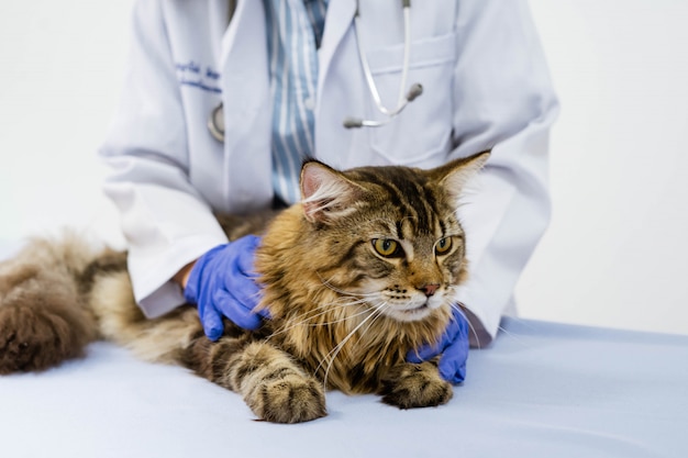 Mujer joven veterinario examinando cat en mesa en clínica veterinaria