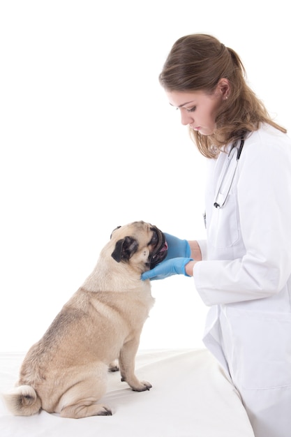 Mujer joven veterinario y perro pug enfermo aislado sobre fondo blanco.