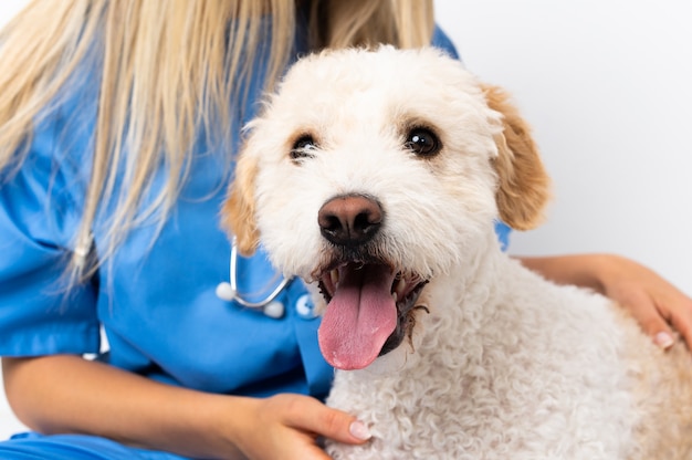 Mujer joven veterinario con perro sentado en el suelo