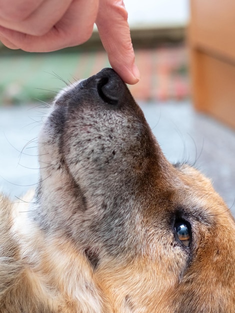 Una mujer juega con un perro tocándole la nariz con el dedo