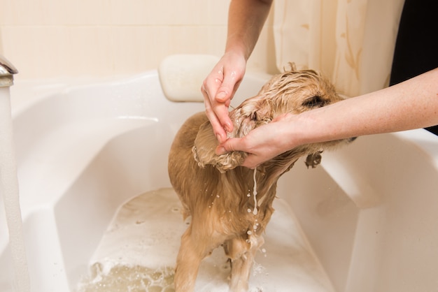 Mujer lava espuma de un perro